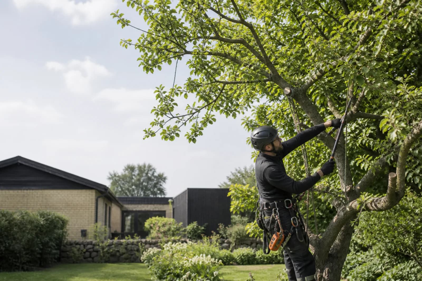 Arborist beskærer sikkert et stort træ i en dansk have